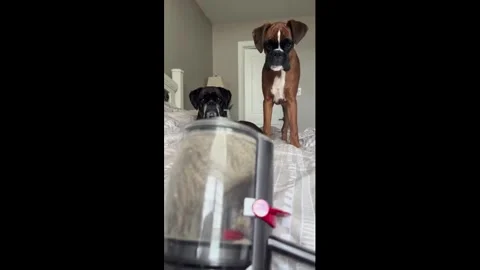Canada: Boxers react to a noisy hand vacuum in Ontario, Canada Video stock 321443259