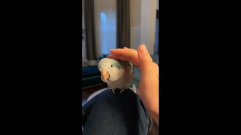 Canada: Chinese parrot spreads tiny wings in home Stock Footage 294690502