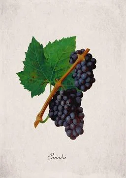 Canada Classic Dark Wine Grape Variety, Botanical Illustration Stock Illustration