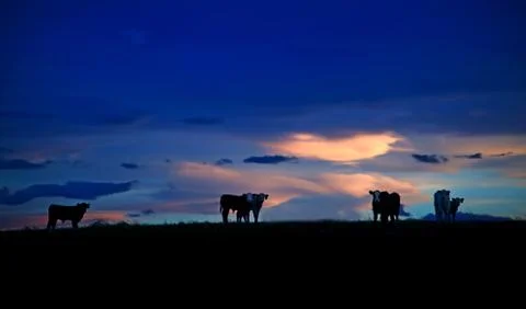 Canada, Cows on hill at sunset Stock Photos