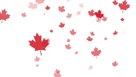 Canada Day background for with red maple leaves animation. white background. 1st Stock Footage 277672572