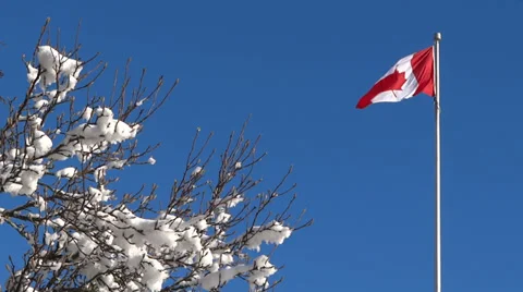 Canada Flag And Snow Trees 스톡 동영상 39285291