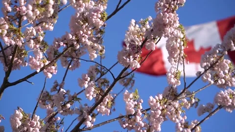 Canada Flag - Blooming Cherry Stock Footage 152254926