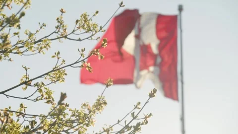 Canada Flag Waving In The Wind Under Bright Sunlight Independence Day Stock Footage 321361783