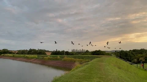 Canada Gees (Branta canadensis) taking flight on a lake at sunset, England, UK Stock-Footage 283836613