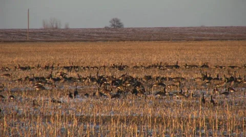 Canada geese 1 Stock Footage 28500246