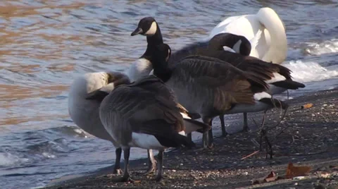 CANADA GEESE #1 Stock Footage 36216060