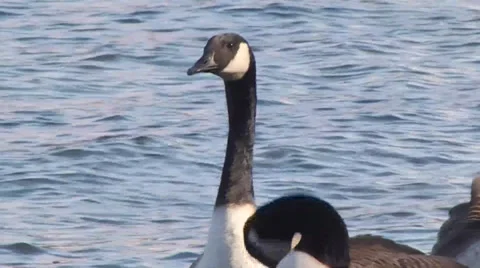 CANADA GEESE #2 库存影片 36228283