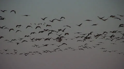 Canada geese 3 Stock Footage 28500427