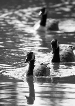 Canada geese 3 Stock Photos