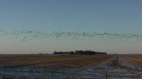 Canada geese 4 Stock Footage 28500350