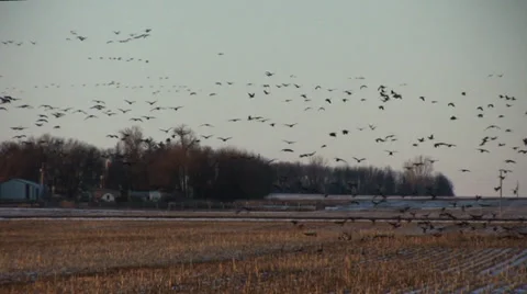Canada geese 6 Video stock 28500421