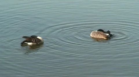 Canada geese (Anatidae anserinae), cleaning Stock Footage