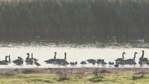 Canada Geese and Black-tailed Godwit at sunrise Stock Footage 219322320