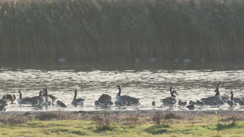 Canada Geese and Black-tailed Godwit at sunrise Stock Footage 219322355
