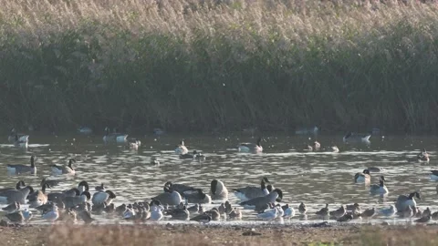 Canada Geese and Black-tailed Godwit at sunrise Stock Footage 219400082
