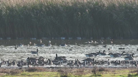 Canada Geese and Black-tailed Godwit at sunrise Stock Footage 219400487