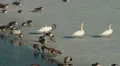 Canada Geese and Mute Swans in the Croton Reservoir 1 HD Footage