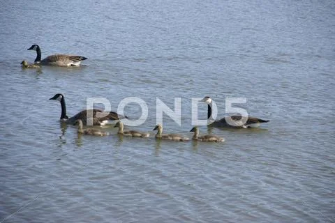 Canada geese and young goslings Stock Photos