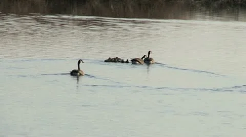 Canada geese with Babies Stock Footage 11497994
