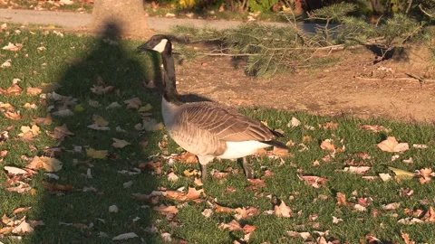 Canada geese basking in warm fall autumn weather and refusing to migrate Stock Footage 164712131