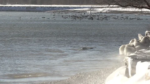 Canada geese caught in severe cold weather after not migrating south Stock Footage 101519620