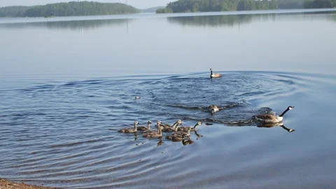 Canada geese with chicks Stock-Footage 156784251