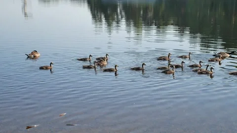 Canada geese with chicks Stock Footage 156784493