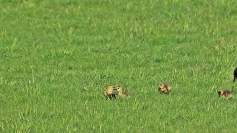 Canada Geese with Chicks on green meadow   Stock Footage 241933152