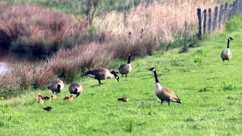 Canada Geese with Chicks, nature reserve Stock Footage 241920607