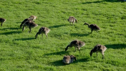 Canada geese with chicks in the park. Stock Footage 154983577