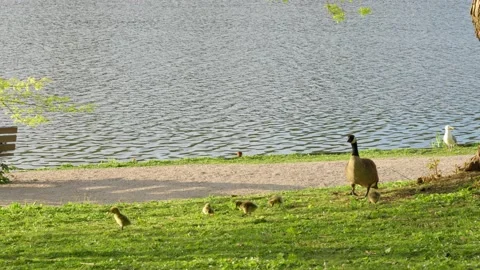Canada geese with chicks in the park. Stock Footage 154983633