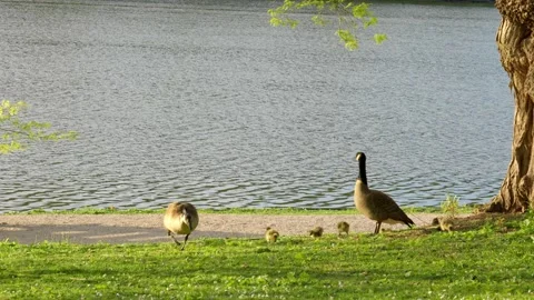 Canada geese with chicks in the park. Stock Footage 154983695