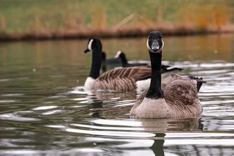 Canada Geese on a cloudy, overcast day Photos