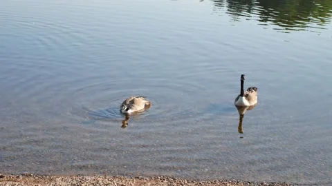 Canada geese couple Stock-Footage 156784499
