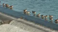 Canada Geese in the Croton Reservoir 1 HD Footage