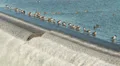 Canada Geese in the Croton Reservoir 3 HD Footage