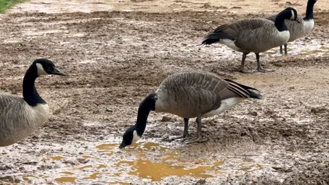 Canada Geese Drinking from Muddy Puddle on Wet Ground Stock Footage 345369640
