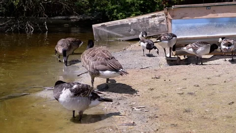 Canada Geese Drinking Water Stock Footage 293234803