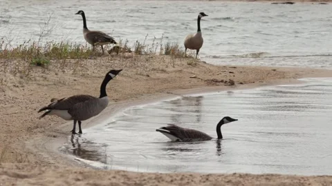 Canada geese drinking water on sandy shore and swimming in lake sunlight Stock Footage 325885730