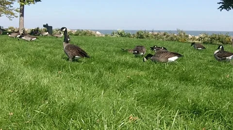 Canada Geese eating grass Stock Footage
