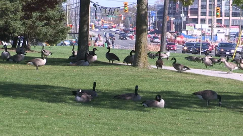 Canada geese eating grass at Markham city hall in autumn Stock Footage 55837203