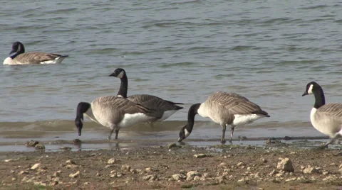 Canada Geese feed and walk on lake shore. Stock Footage