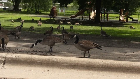 Canada Geese Feeding Video stock 90295257