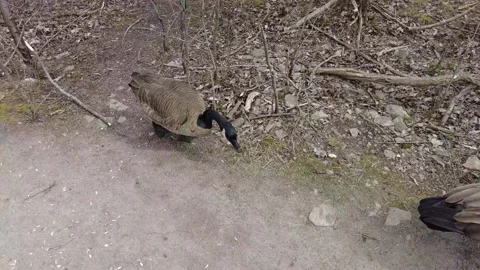 Canada, geese, feeding, Stock Footage 152237902