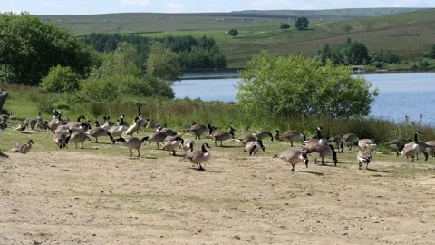 Canada geese feeding Stock Footage 155683313