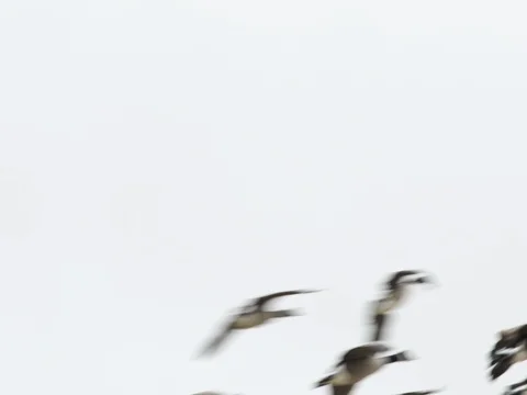 Canada Geese in a field eating grain Stock Footage