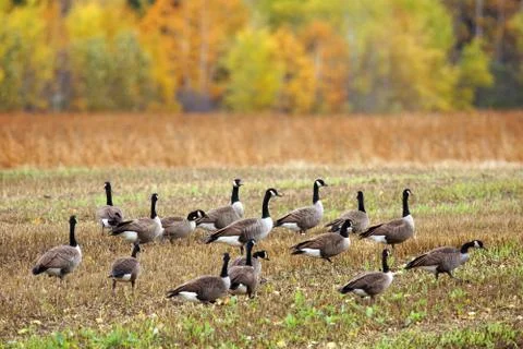 Canada geese in a field Stock Photos