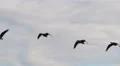 Canada Geese In Flight 4k or 4k+ Resolution