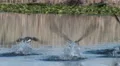 Canada Geese In Flight 4k or 4k+ Resolution